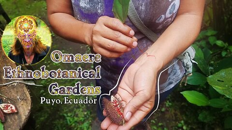 Virtual Tour of Omaere Enthnobotanical Park in the Ecuadorian Amazon