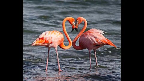 Flamingos in Venice Lagoon