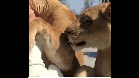 Lions hugging a woman cute moment