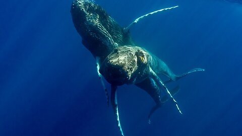 Did Biologists Witness Male Humpback Whale Copulation?