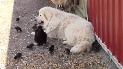 Mellow guard dog bonds with baby farm animals