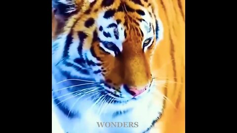Live Like Tiger 🐅#tiger #wonders#lion #shorts #life #status #animals #nationalgeographic