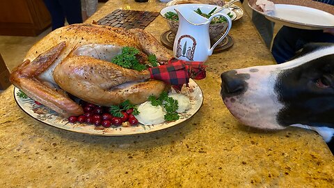 Great Dane Checks Out Turkey's Plaid Booties