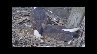 Hays Eagles Dad brings in a huge stick over Mom's head 2022 03 01 11:27am