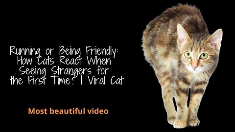 Running or Being Friendly : How Cats React When Seeing Strangers for the First Time? | Viral Cat