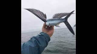 You ever seen a flaying fish?