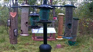 Immature male rose-breasted grosbeak on new PA Bird Feeder 1 9/25/2023