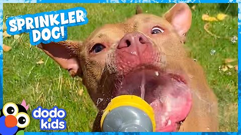 Cute Dog’s Mission Is To Jump On Every Water Sprinkler! - Dodo Kids