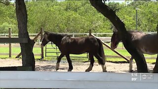 New horse therapy program helps people suffering from anxiety, especially due to COVID-19