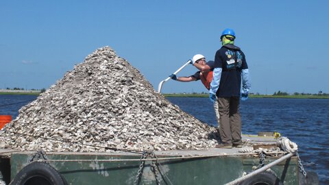 Oyster Shells Recycled Back Into Coastal Waters To Restore Reefs