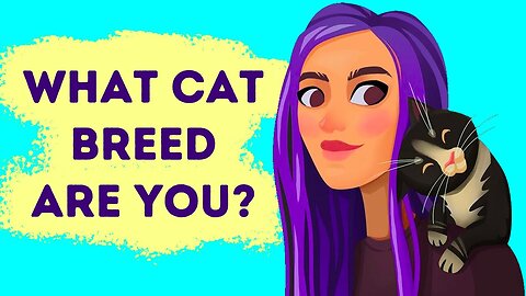 A Fun Test to See What Kind of Cat Matches You