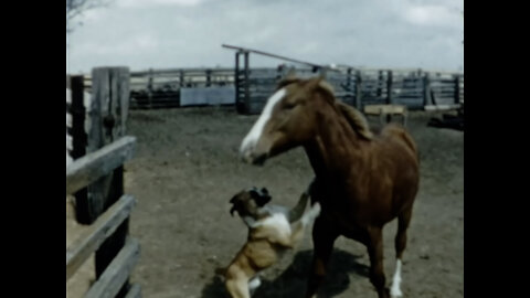 Mike and Misty in Love, 1944 horse and dog fall in love