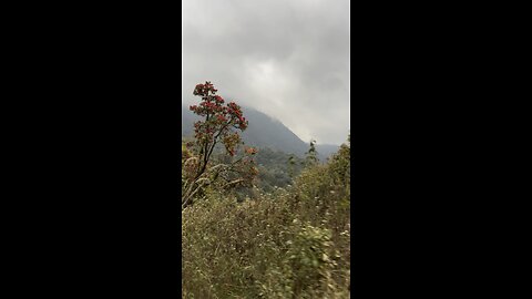 Red Rhododendron view