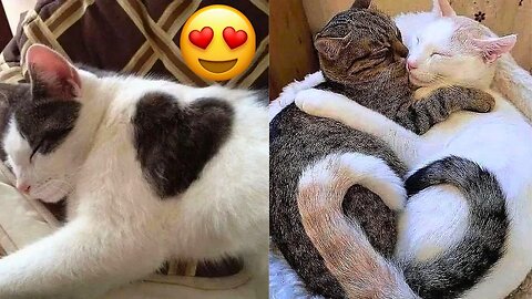 Cutest animals cats