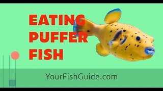 How Many People Die From Eating Puffer Fish ~ DON'T Eat Puffer Fish Until Watching