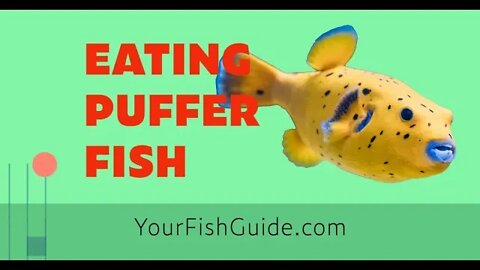 How Many People Die From Eating Puffer Fish ~ DON'T Eat Puffer Fish Until Watching