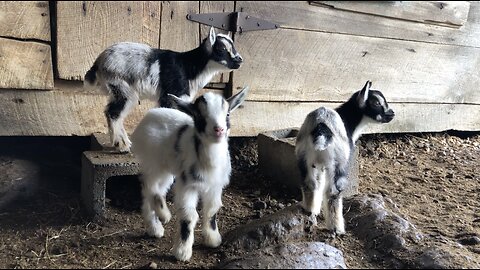 WE LOVE BABY GOATS!