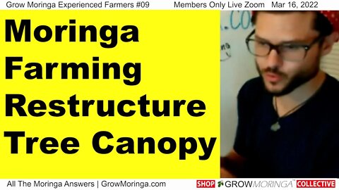 Moringa Farming Restructure Tree Canopy