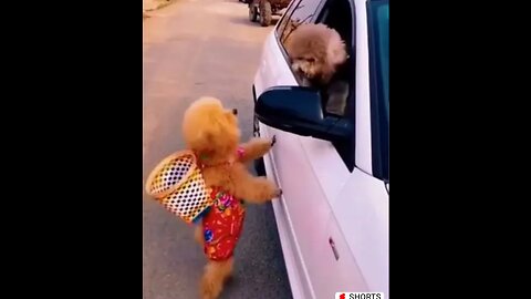 Cats and dogs fighting vedio 2022. Best funny vedio dogs and chat