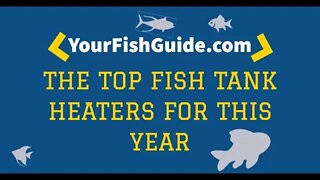 Top Fish Tank Filters: Watch This Before You Invest In One