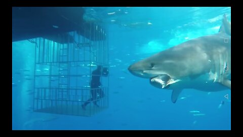 Great white shark swims to the cage #viralvideos
