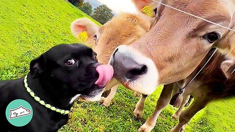 "Kenshi's a cow magnet". Cows Fall In Love With Staffy | Furry Buddies