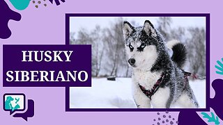 HUSKY SIBERIANO: TUDO SOBRE A RAÇA