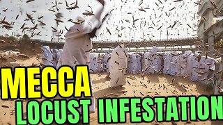 🌐MECCA Saudi Arabia LOCUST - Cockroach - Grasshopper Infestation🌐