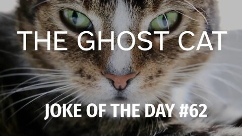 Joke Of The Day #62 - The GHOST CAT Walks into A BAR !
