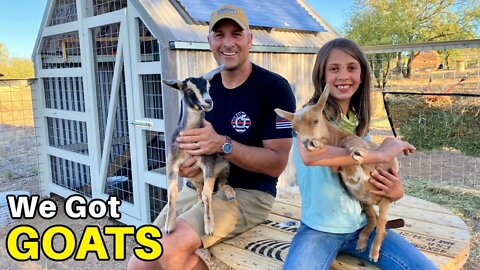 We Got GOATS! ........Plus: barn upgrades, goat playground, predator security and more!