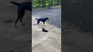 The new puppy meets the outside dog for the first time. Old dog is not a fan!￼