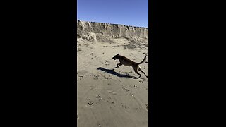 Jumping ability of a trained Belgian Malanois