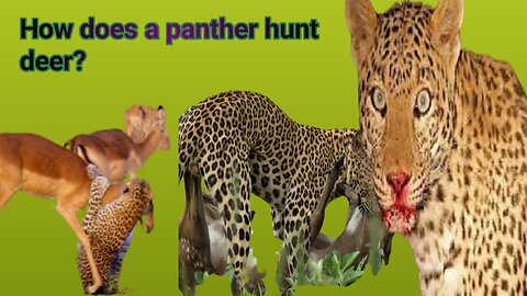 Panther Hunting Deer: A Fierce Display of Nature's Predatory Power"