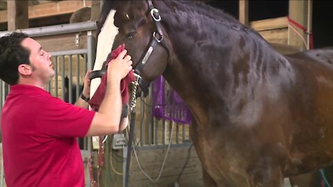 Clydesdale horses return for holiday show