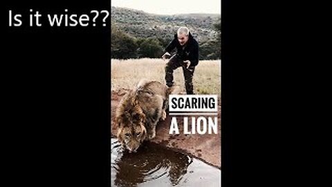 Scaring a Lion