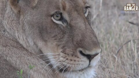 LIONS: Following The Pride, 81: Closeups Of The Girls