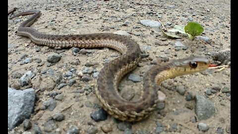 Garter Snake Sticks out Tongue and Dances