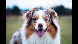 Australian Shepard : Top 5 Why "AUSSIES" are the BEST!