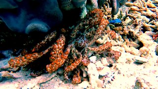 Solar powered nudibranchs feed in highly unusual way