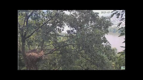 Hays Eagles Juvenile flys by the nest 2021 07 06 17:15:02