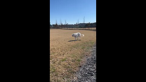 Great Pyrenees playing