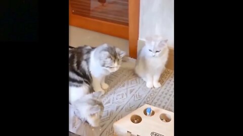 Cute and Funny Cats | Cat playing with Toy | For Kids.