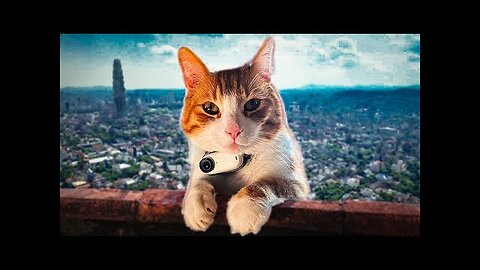 This CAT has a CAMERA and became a VLOGGER 😂