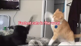 Ninja cat fight
