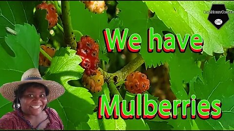 Surprise Mulberries - 28May2022