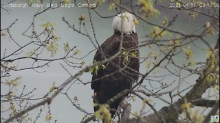 Hays Eagles Mom perched on loveseat and flies around 2021 04 11 9:17AM