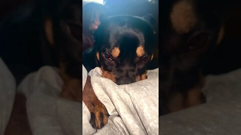 Cute Rottweiler Teething [4K] #rottweiler #shorts #short #viral #trending