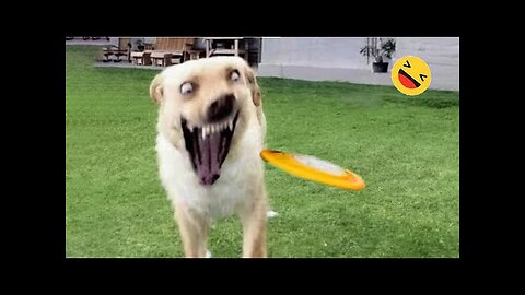 Funniest Dogs And Cats Videos 😅 - Best Funny Animals Videos 2023😇 #6