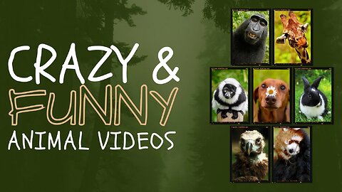 Funniest Pets & Wild Animals 2024 - Part 1