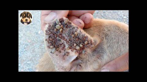Hundred of Ticks Were Remove From Dog's Ear Help Poor Dog A Way From Ticks Attacking | Help Animals